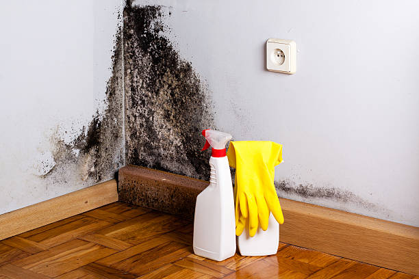 Best DIY Mold Remediation Support Services in Viroqua, WI