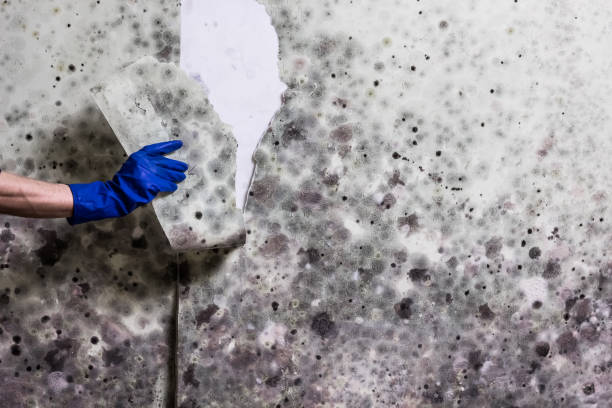 Best White Mold Remediation in Viroqua, WI